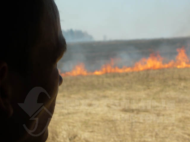 Горит поле1