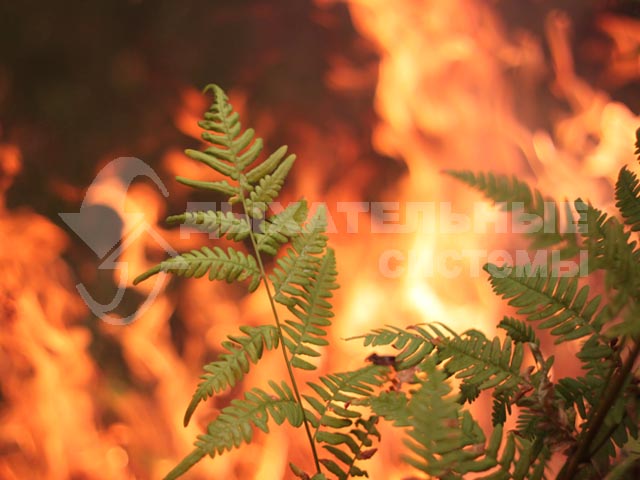 Лесные пожары 2010