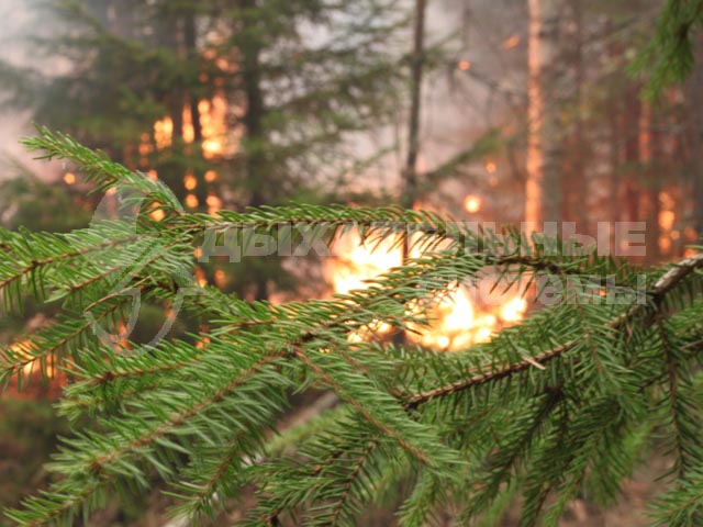 Лесные пожары 2010
